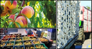 anastasiadis emporio 2