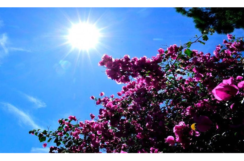 iliofaneia louloudia